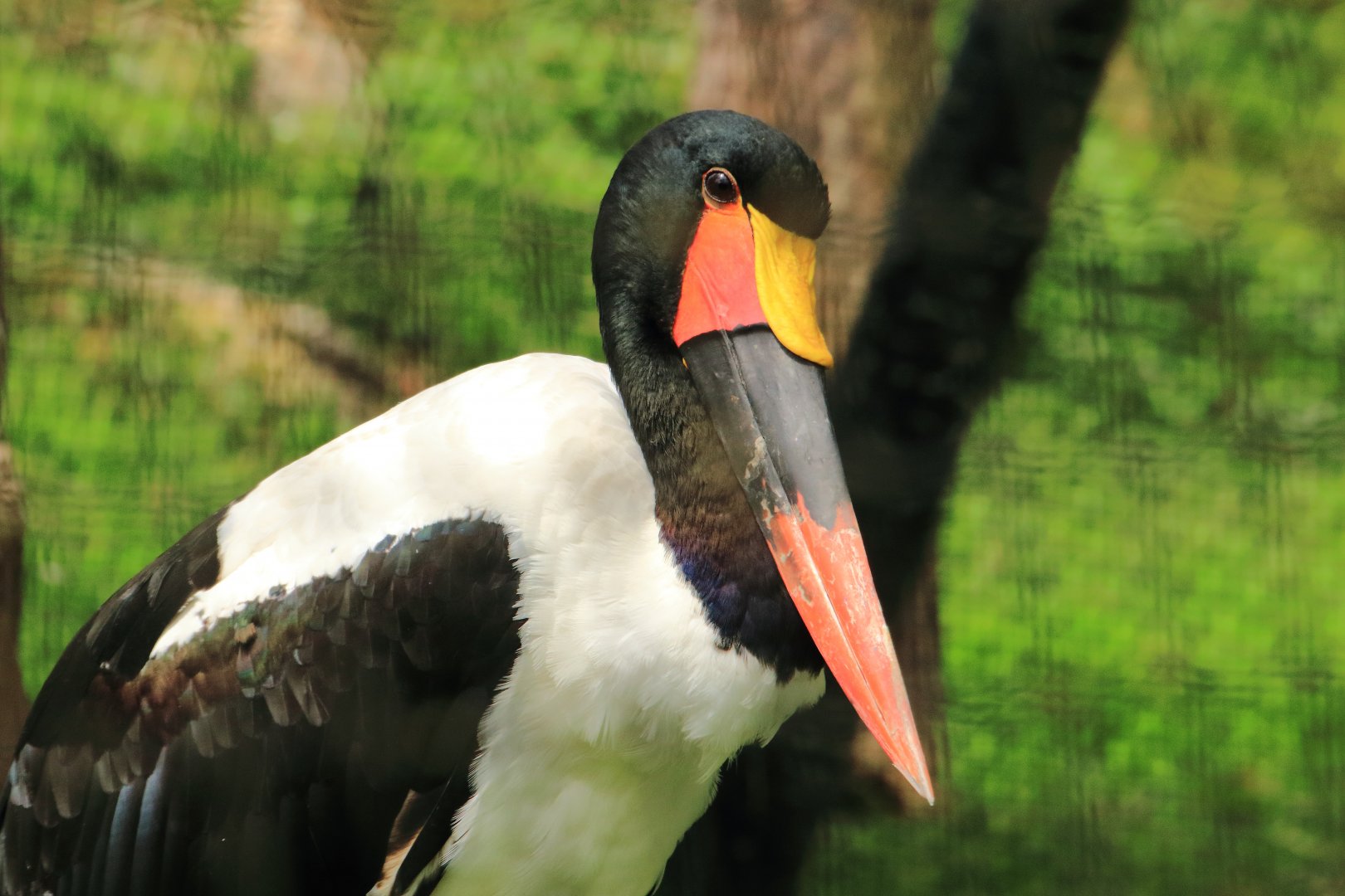 Saddle-billed stork (July 2020)