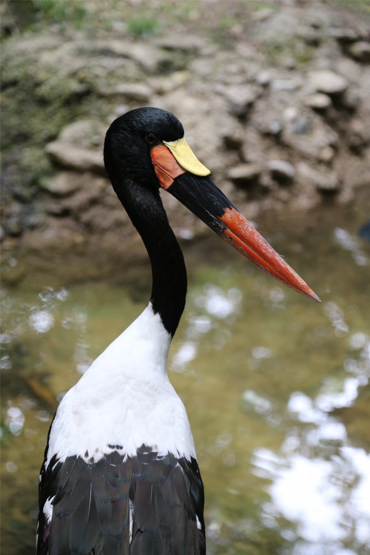 Saddle-billed Stork, June 2015