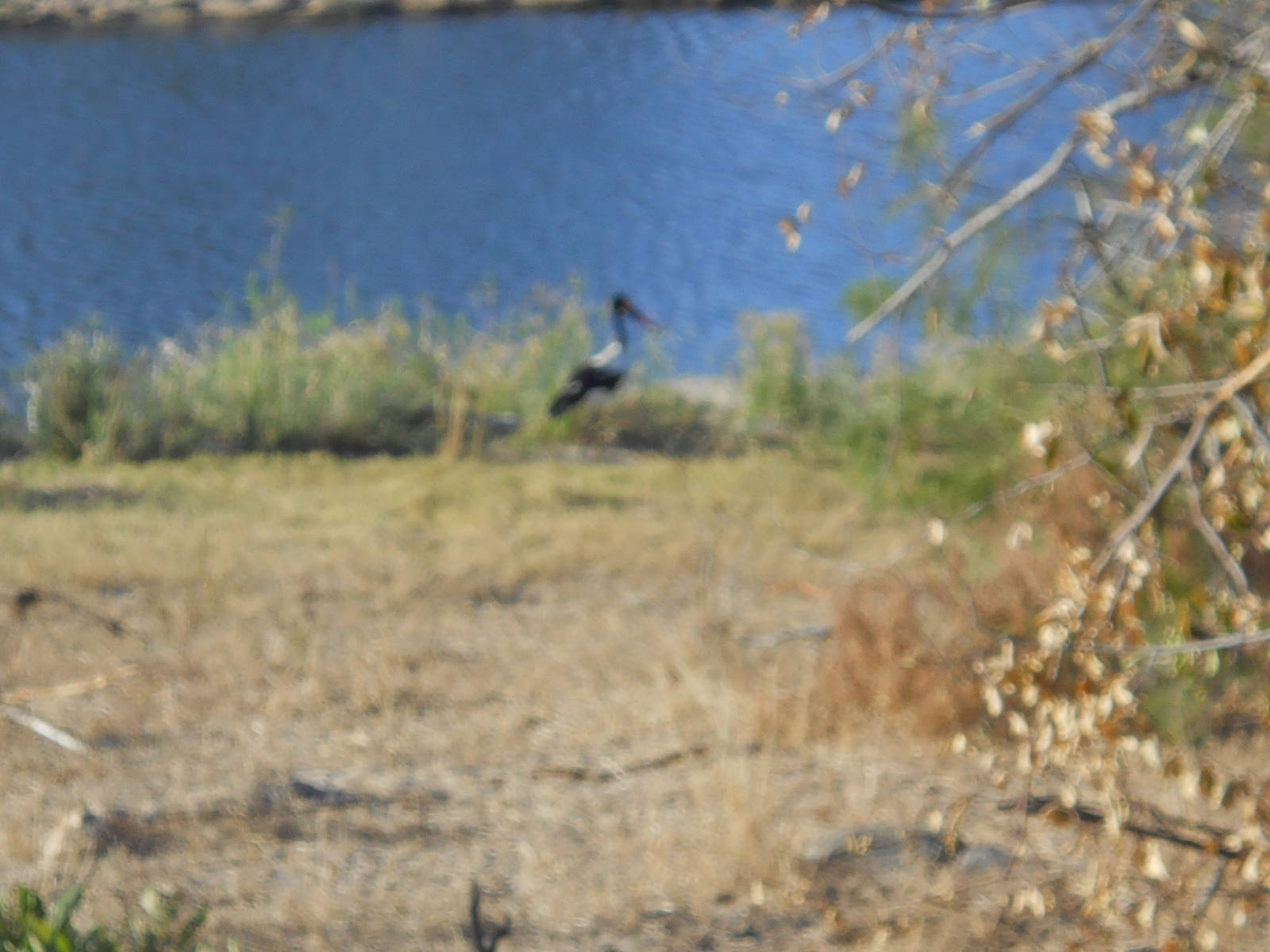 Saddle-billed stork, Kruger National Park, July 2012