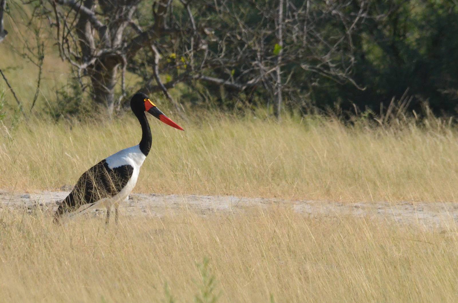 Saddle-billed Stork, Moremi Game Reserve, Botswana, 27/04/16