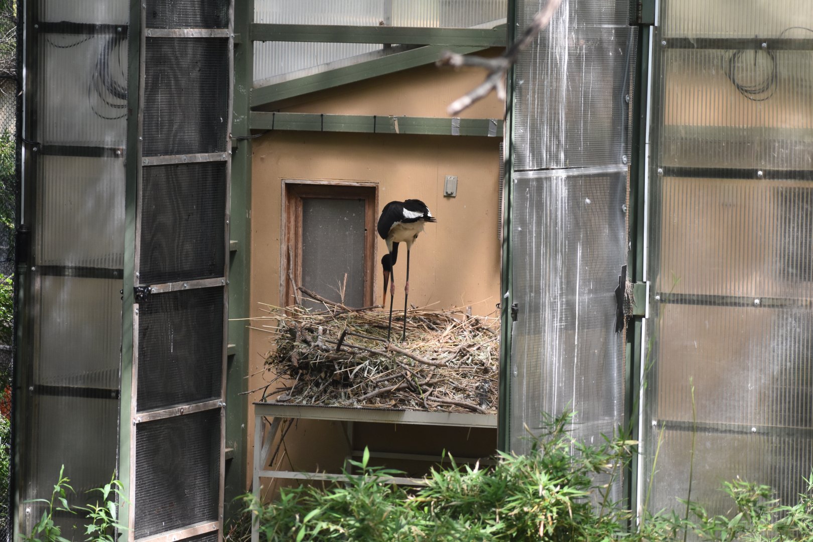 Saddle-billed Stork Nesting