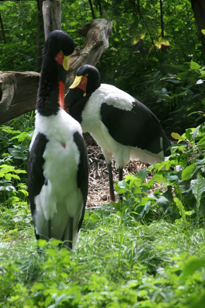 Saddle-billed stork pair