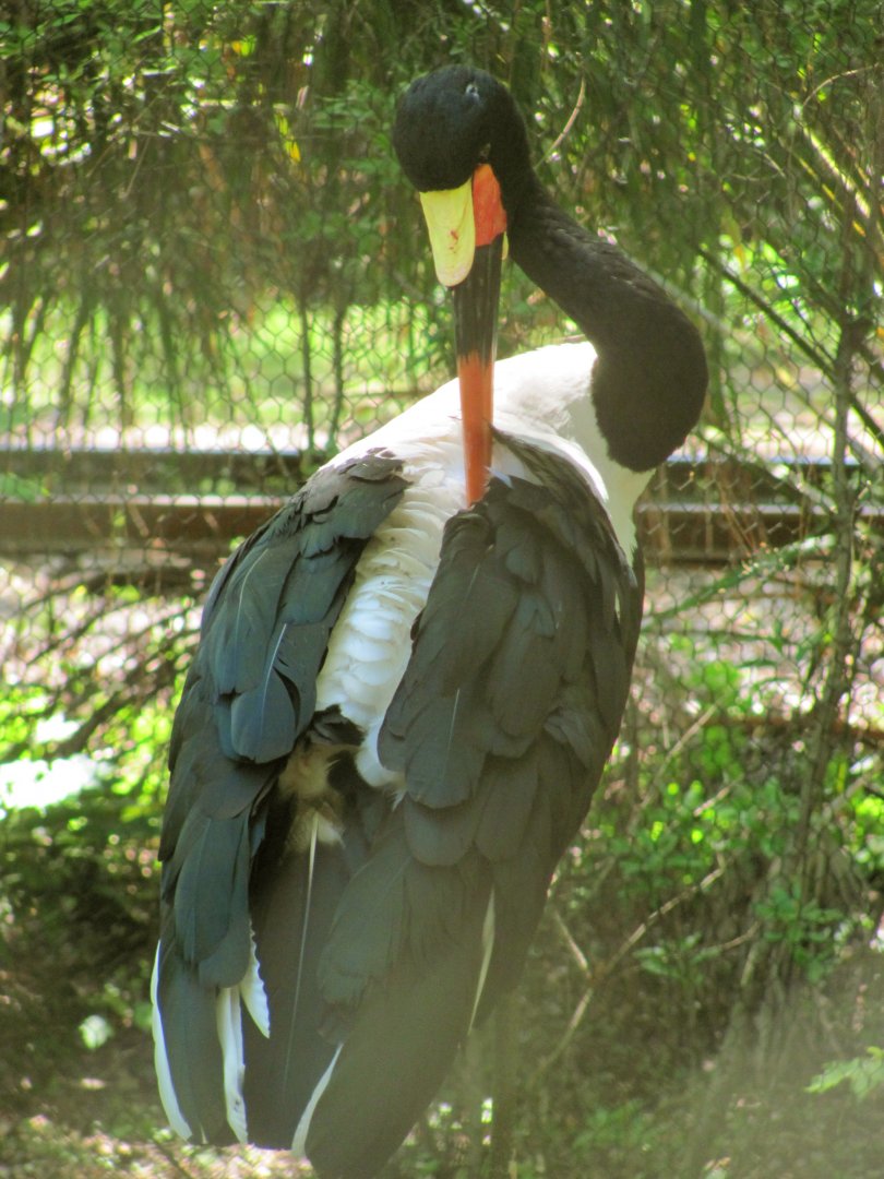 Saddle-Billed Stork Preening