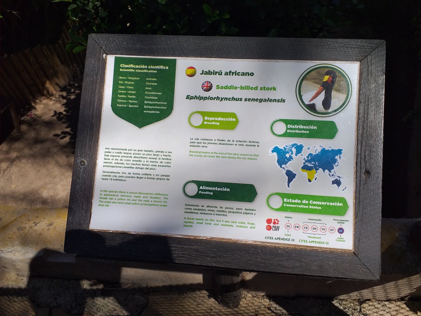 Saddle-billed stork sign -MundoMar Benidorm (2021)