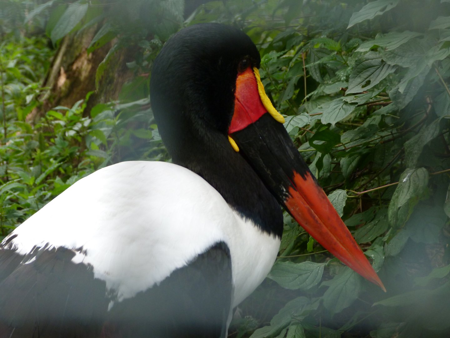 Saddle-billed stork -Tierpark Berlin (2024)