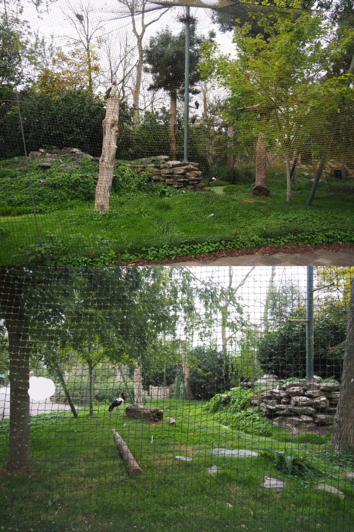 Saddle-billed stork, vulture, ground hornbill and white-necked raven aviary, 2020-09-02/03