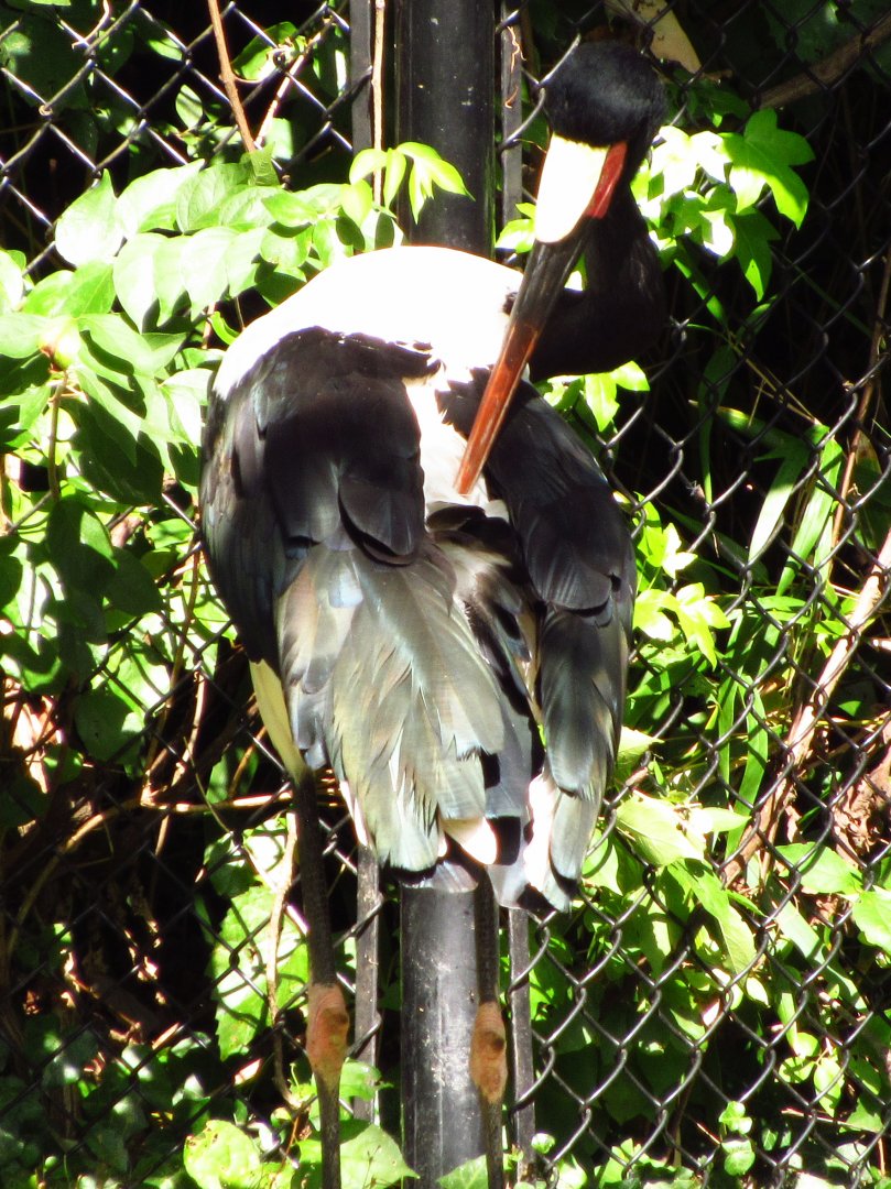 Saddle-Billed Stork Will