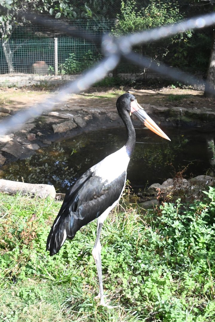 Saddle-billed Stork (Zoo Lourosa)