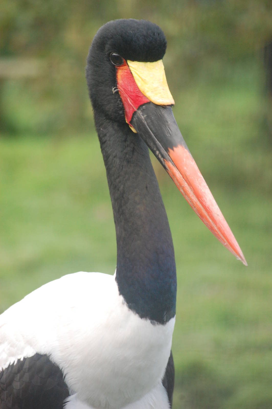 Saddle-Billed Stork