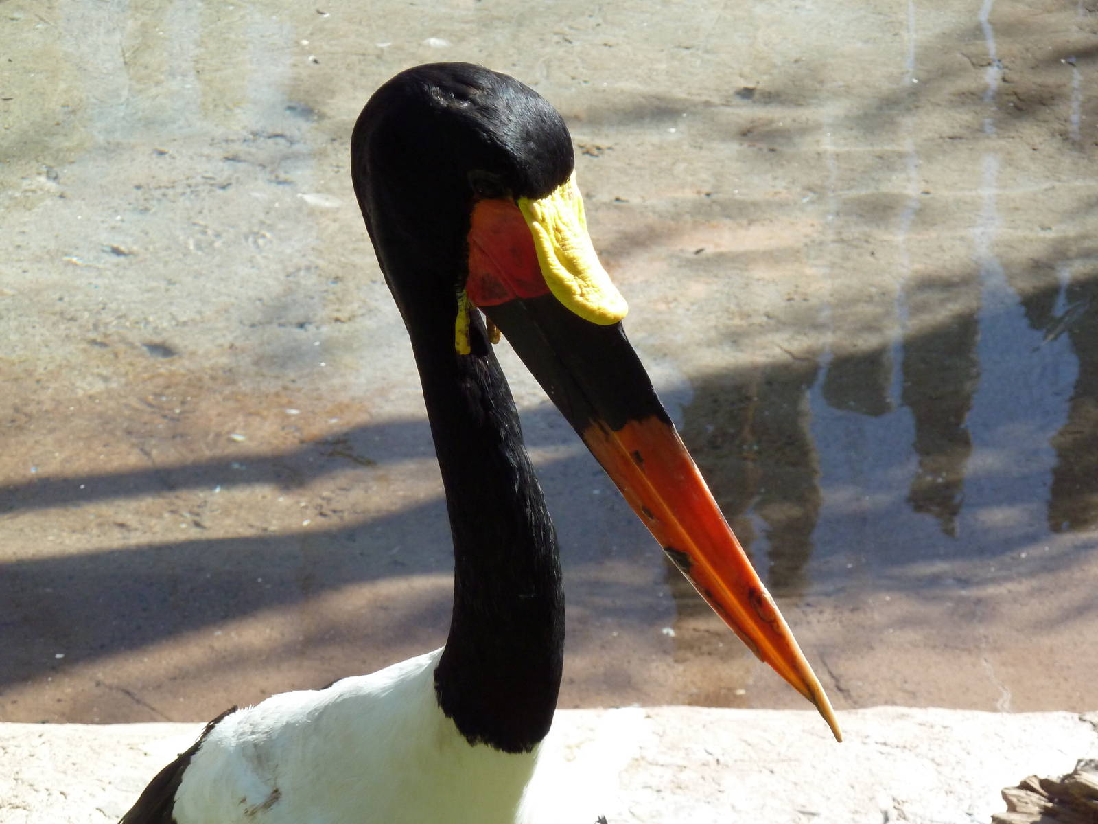 Saddle-Billed Stork