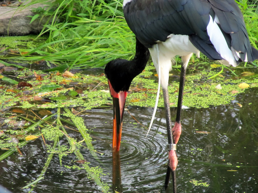 Saddle-billed Stork
