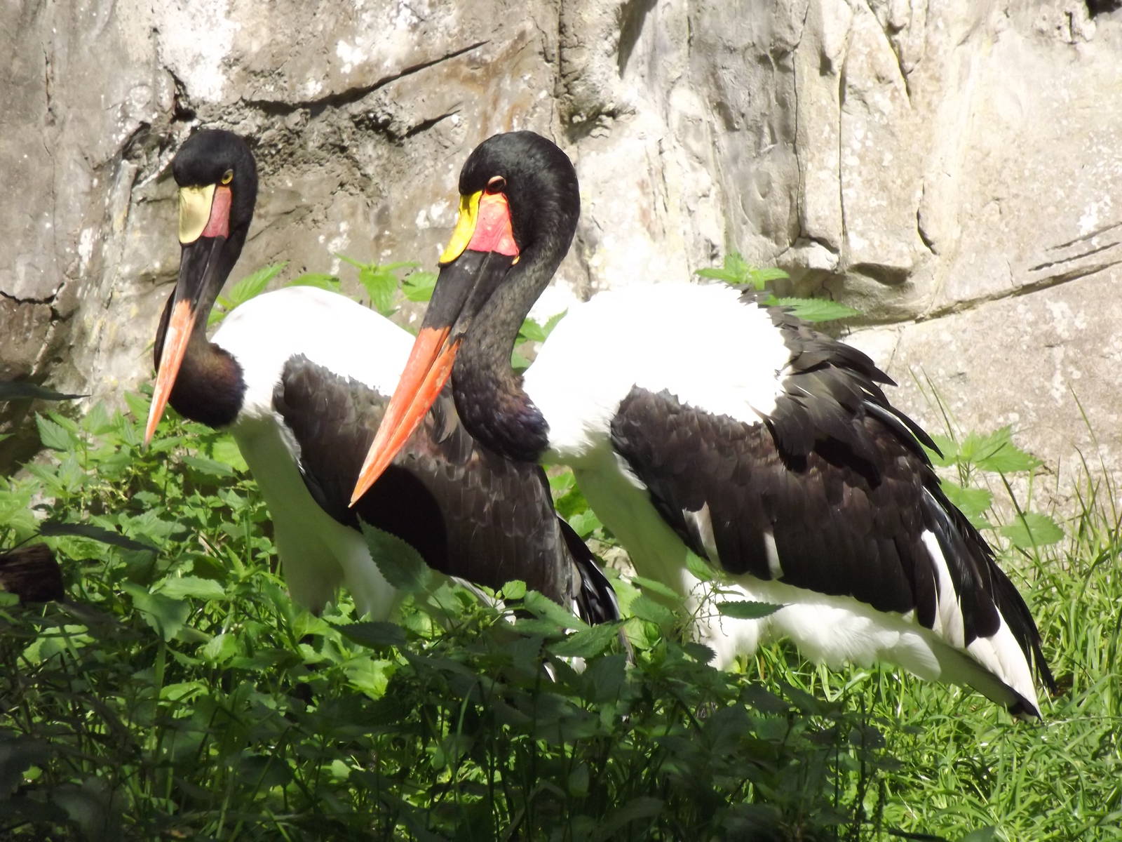 Saddle-billed Stork