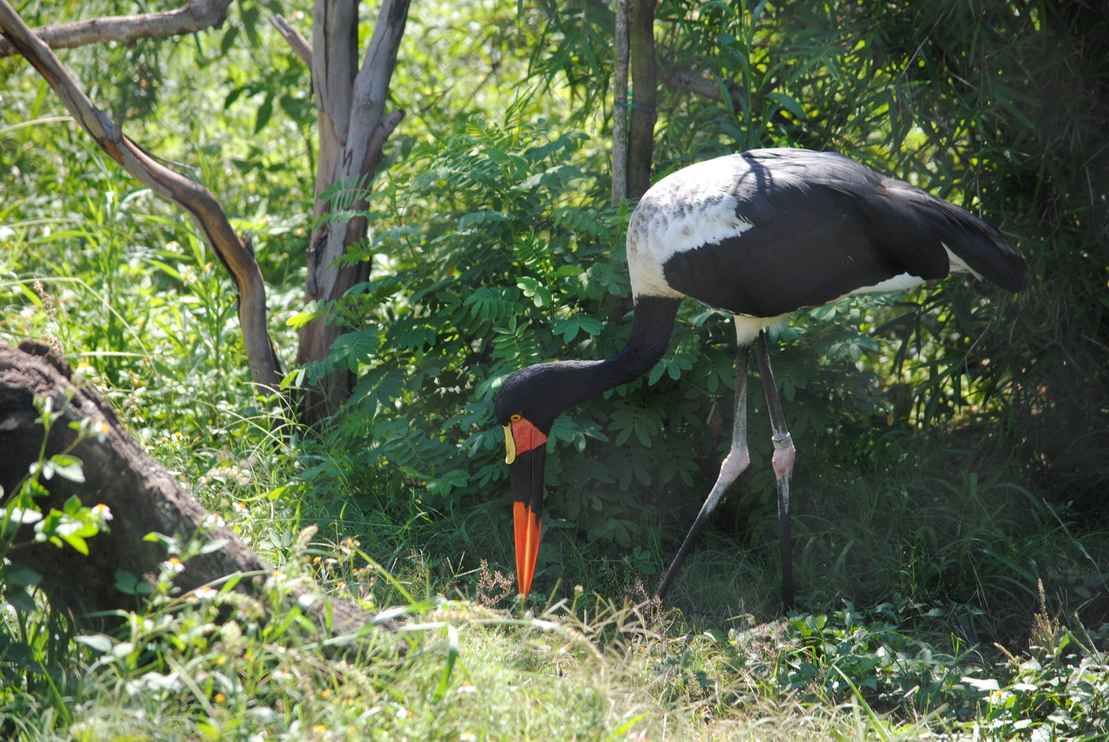 Saddle-billed Stork