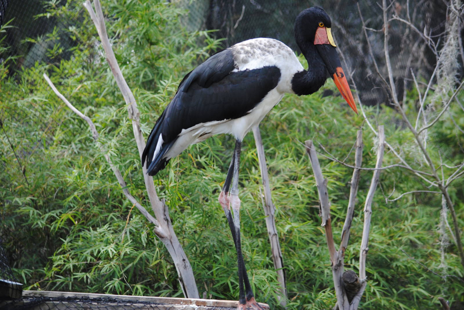 Saddle-billed Stork
