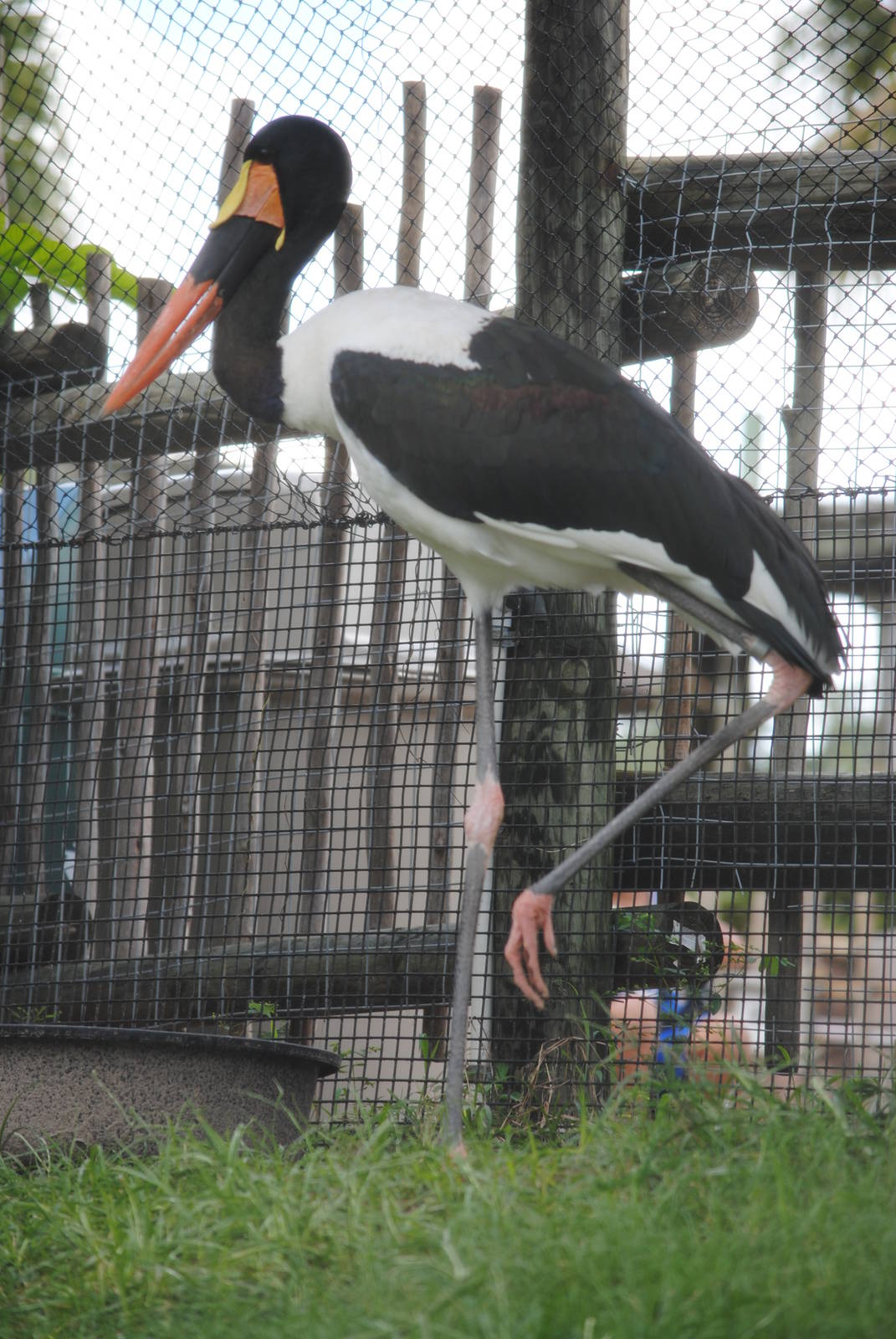 Saddle-billed Stork