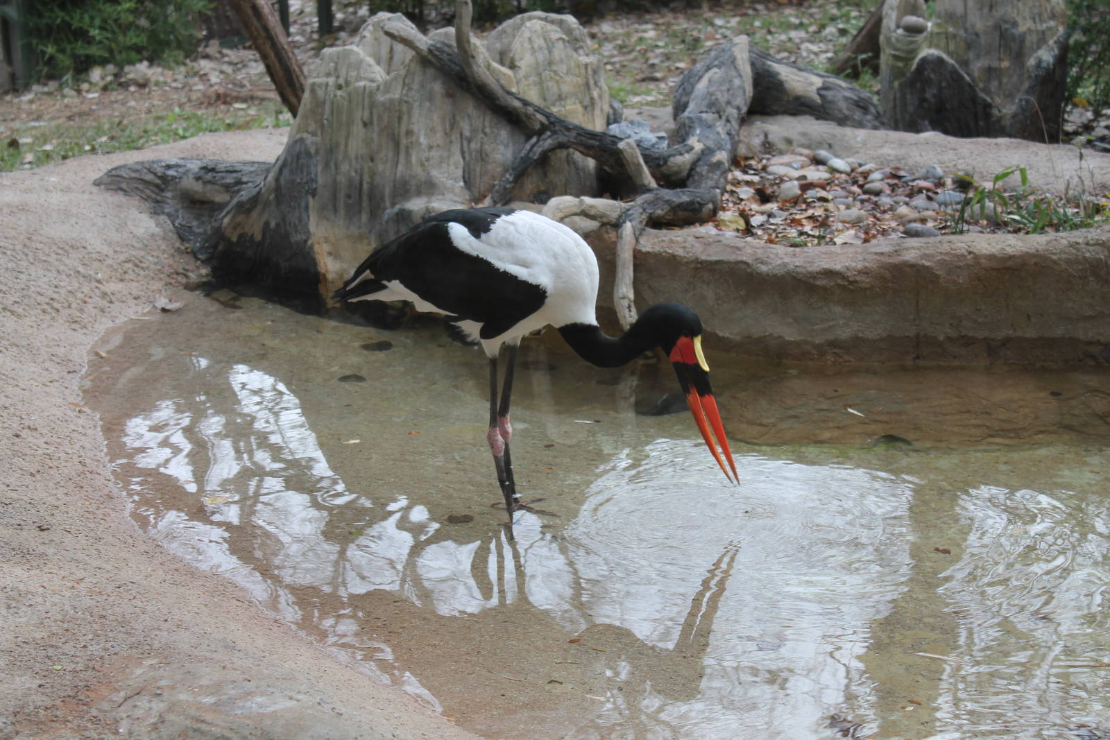 Saddle-Billed Stork