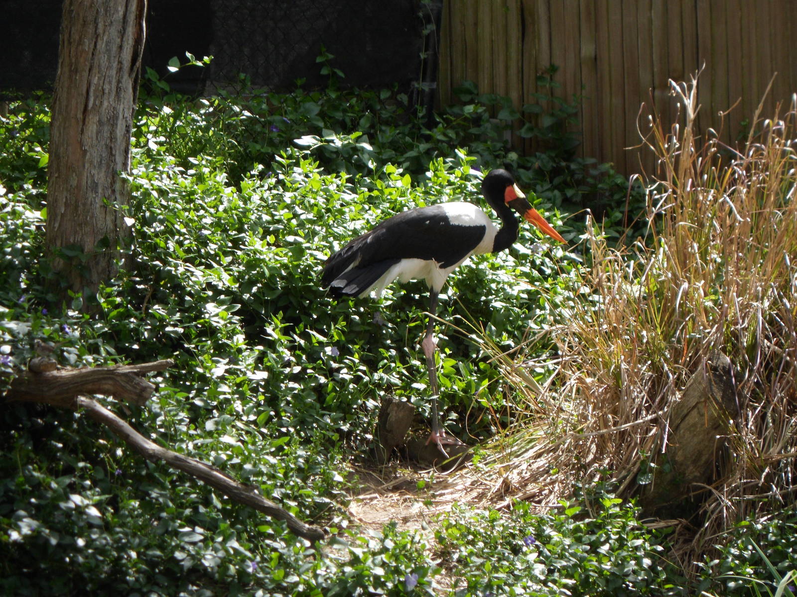 Saddle-billed Stork