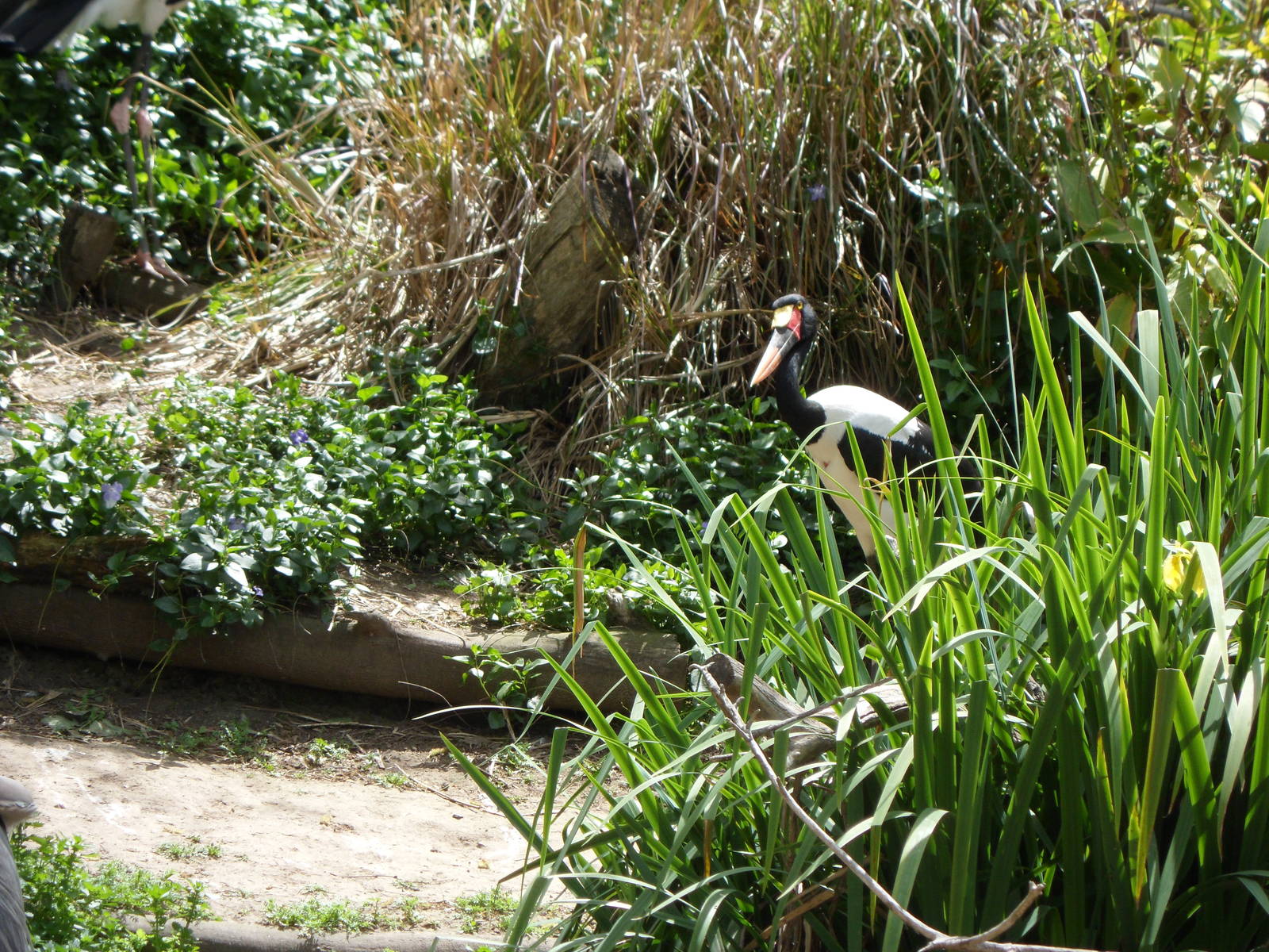 Saddle-billed Stork