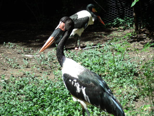 Saddle-Billed Stork