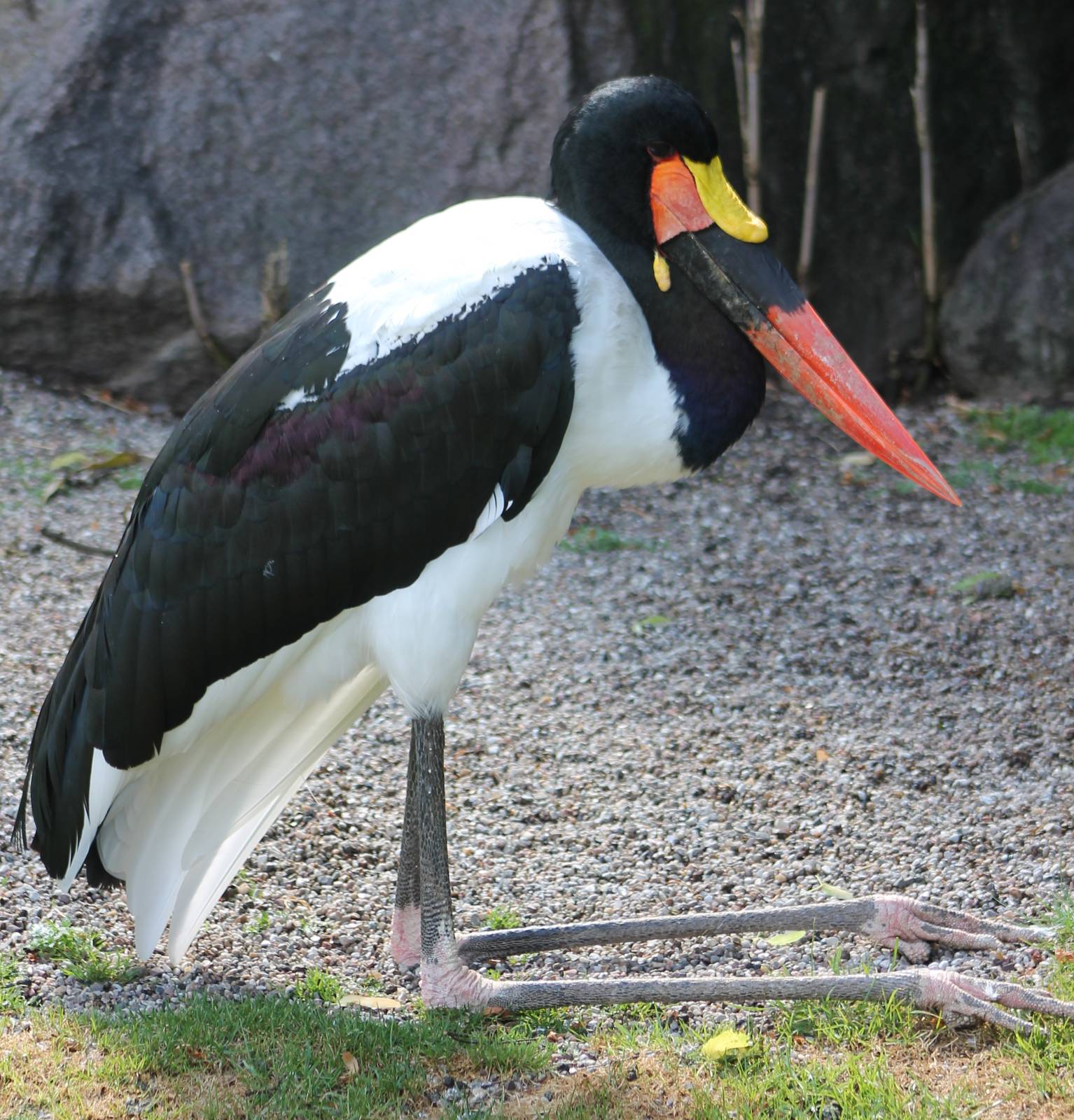 Saddle-billed stork