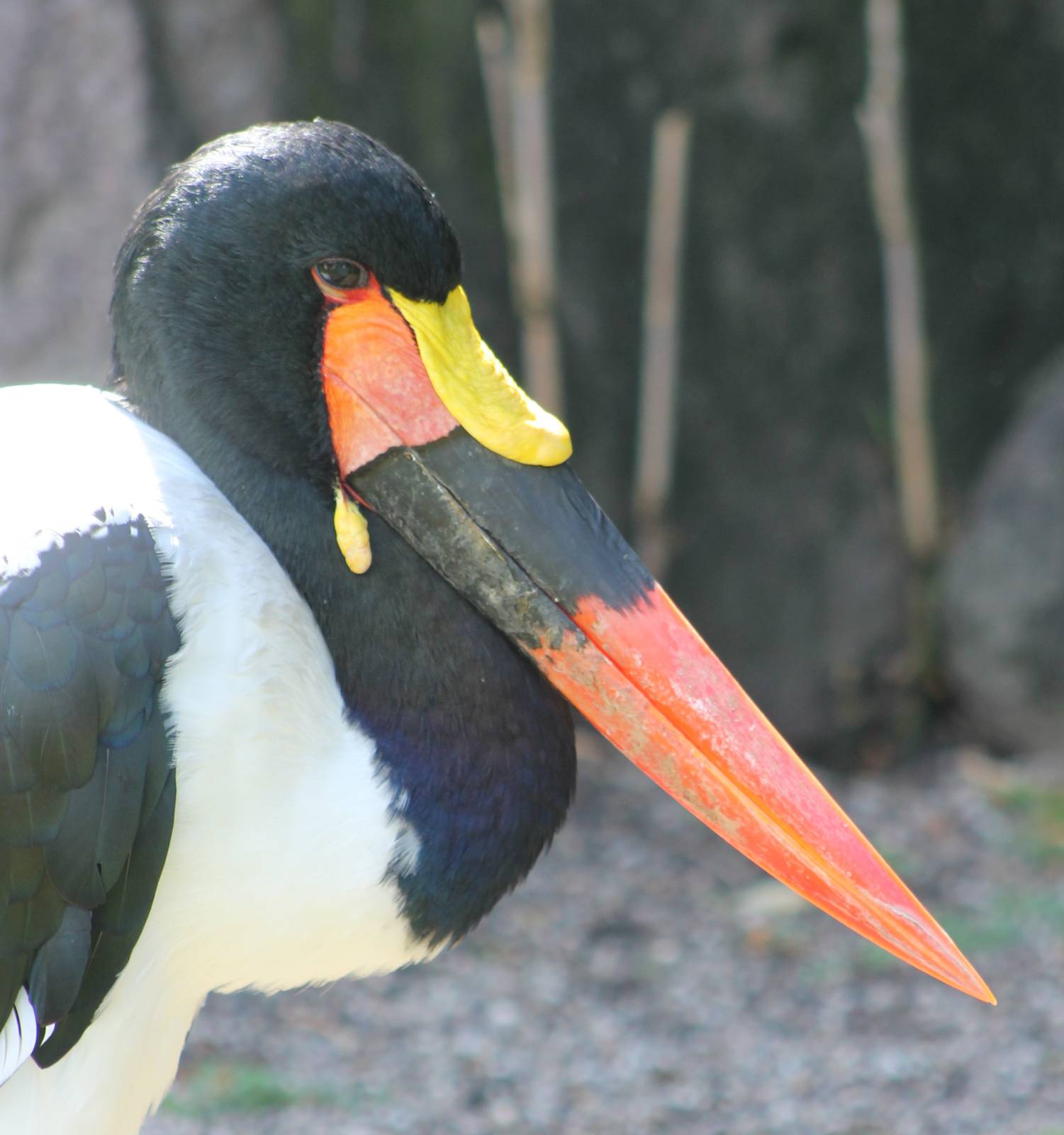 Saddle-billed stork