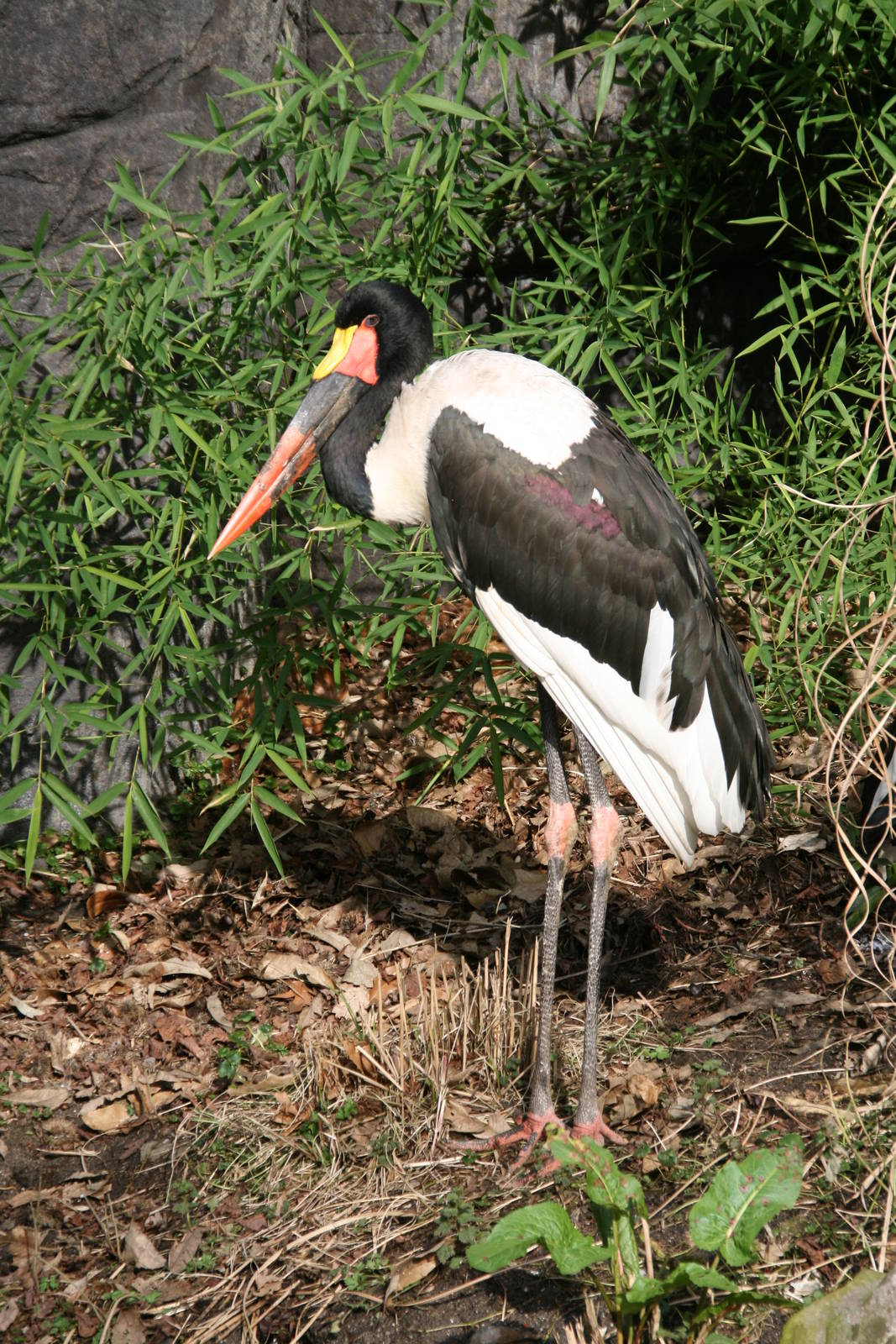 Saddle-billed Stork