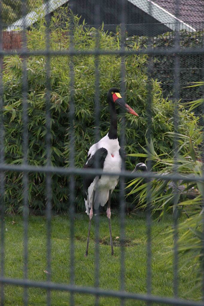 Saddle-billed stork