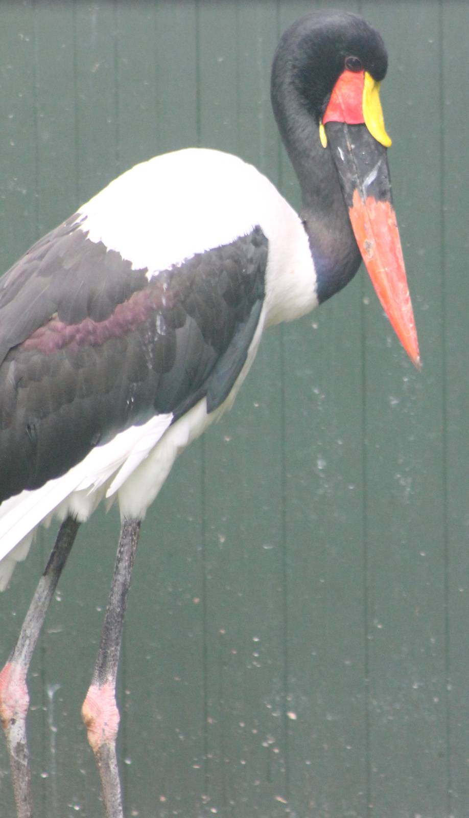 Saddle-billed stork