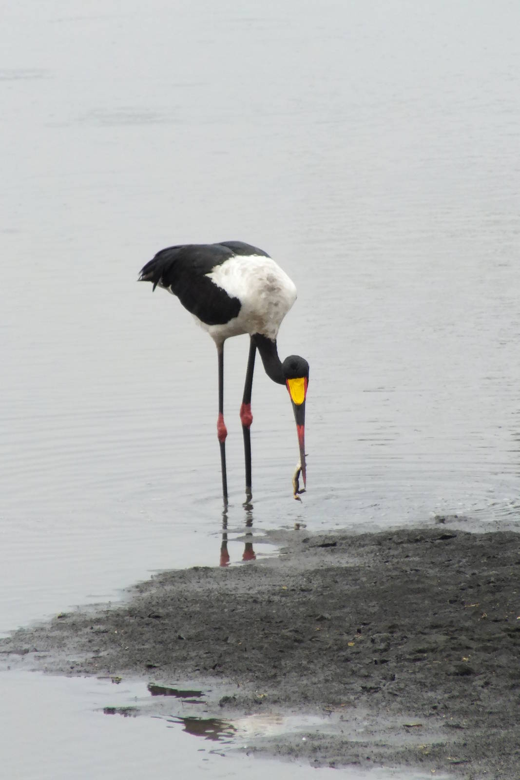 Saddle-billed Stork