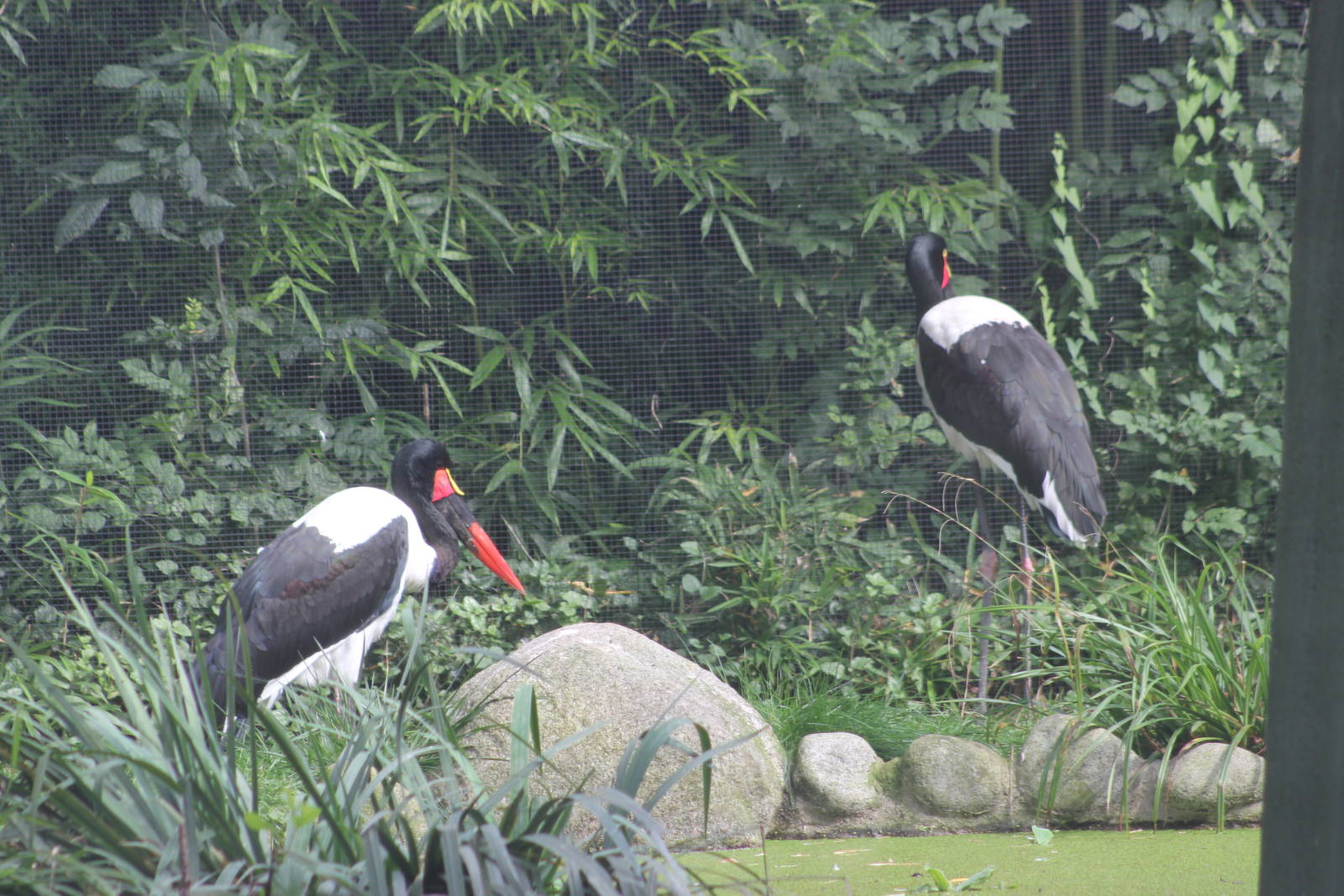 Saddle-billed stork