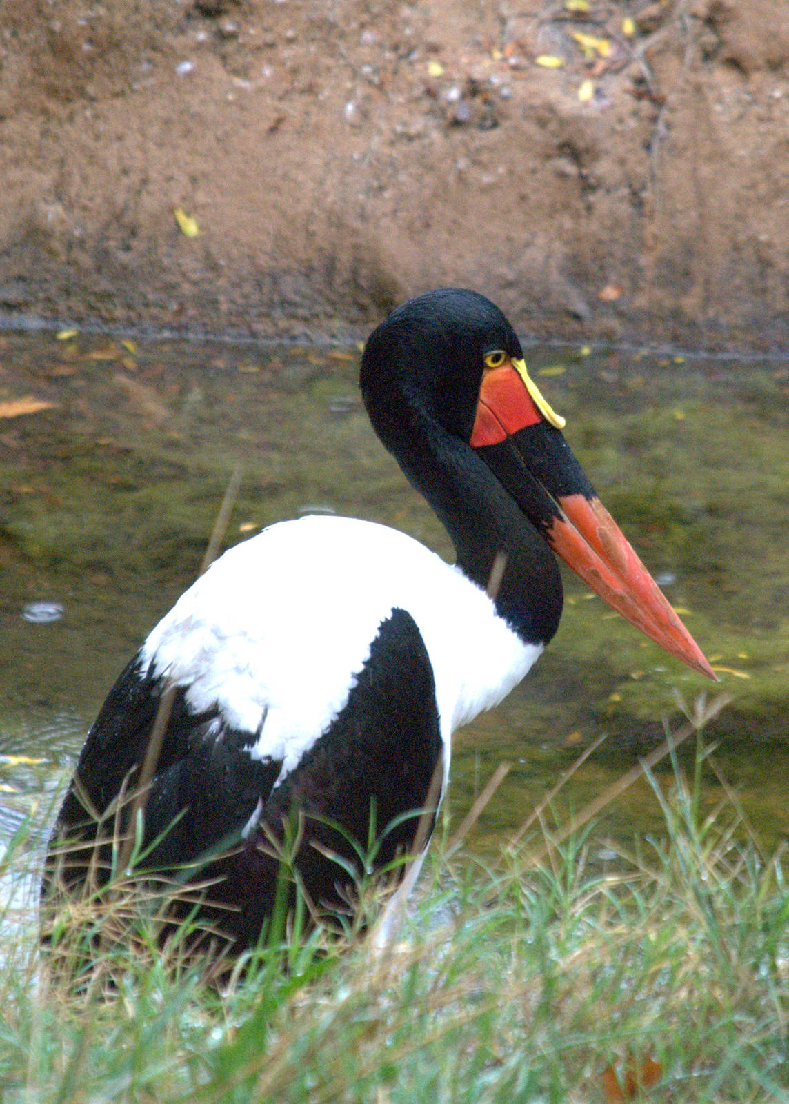 Saddle-billed Stork