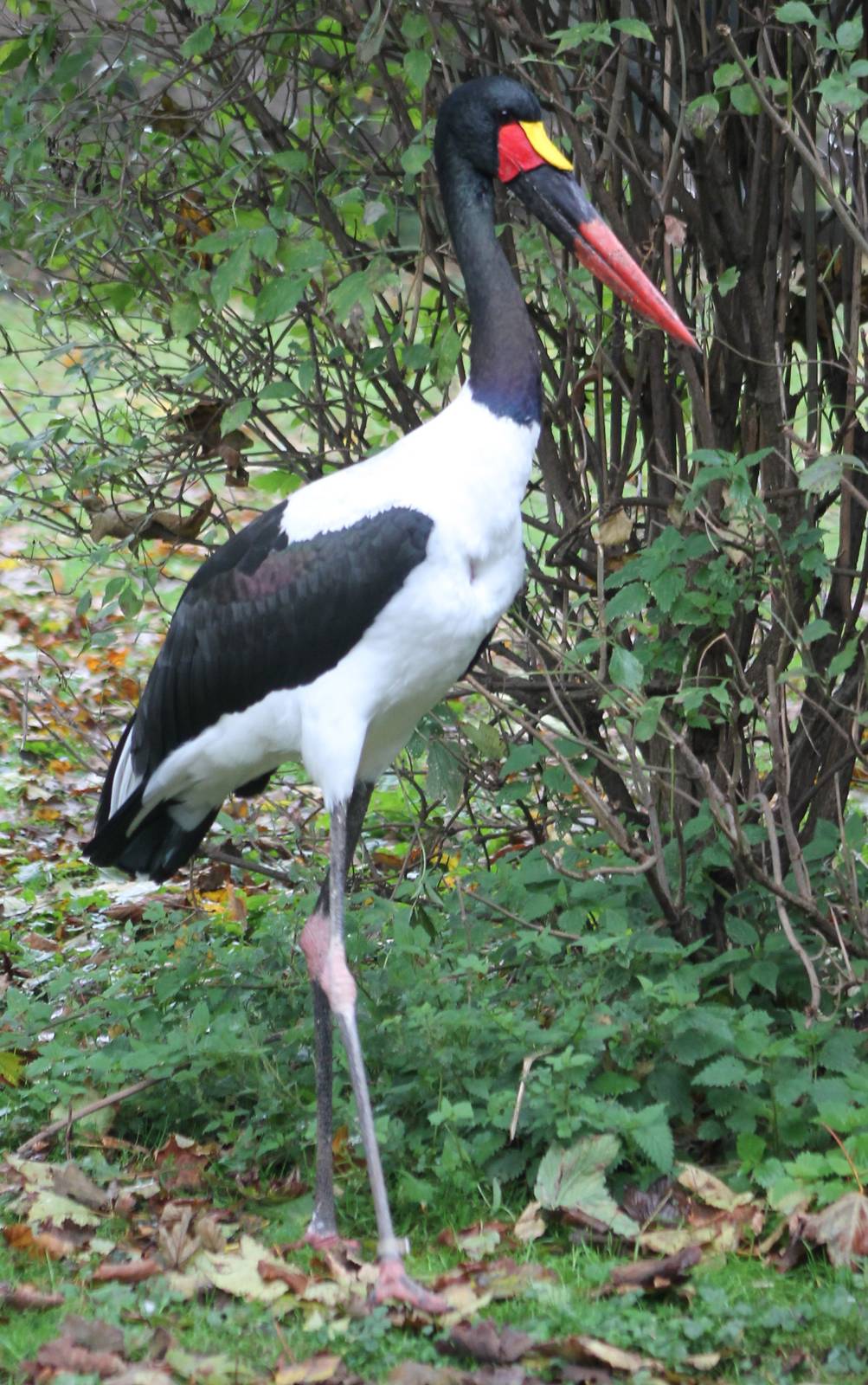Saddle-billed stork