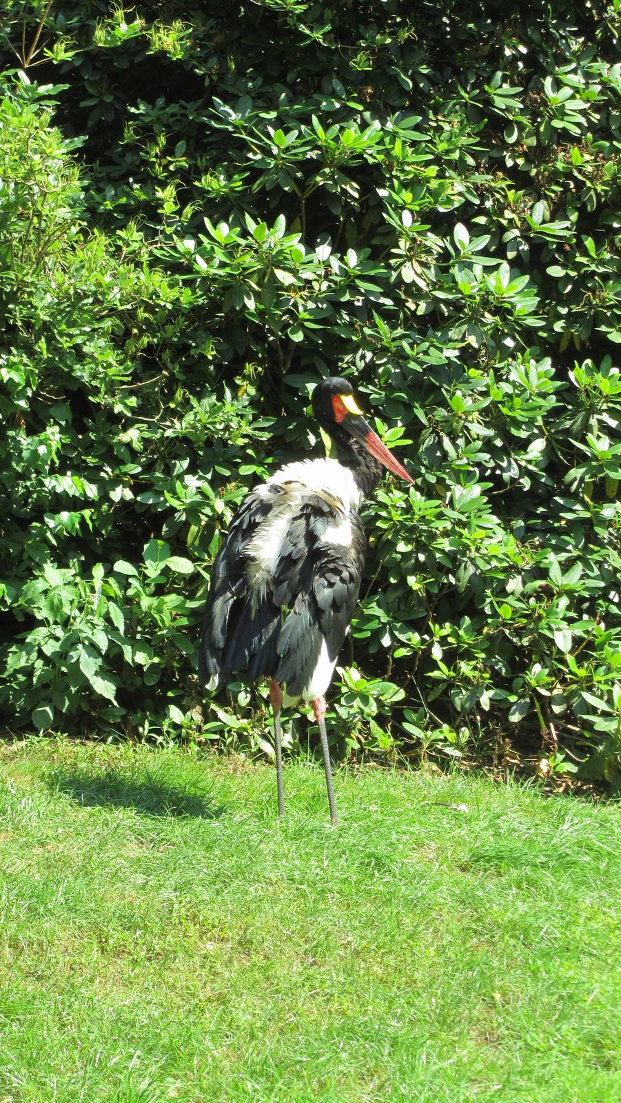 Saddle-billed stork