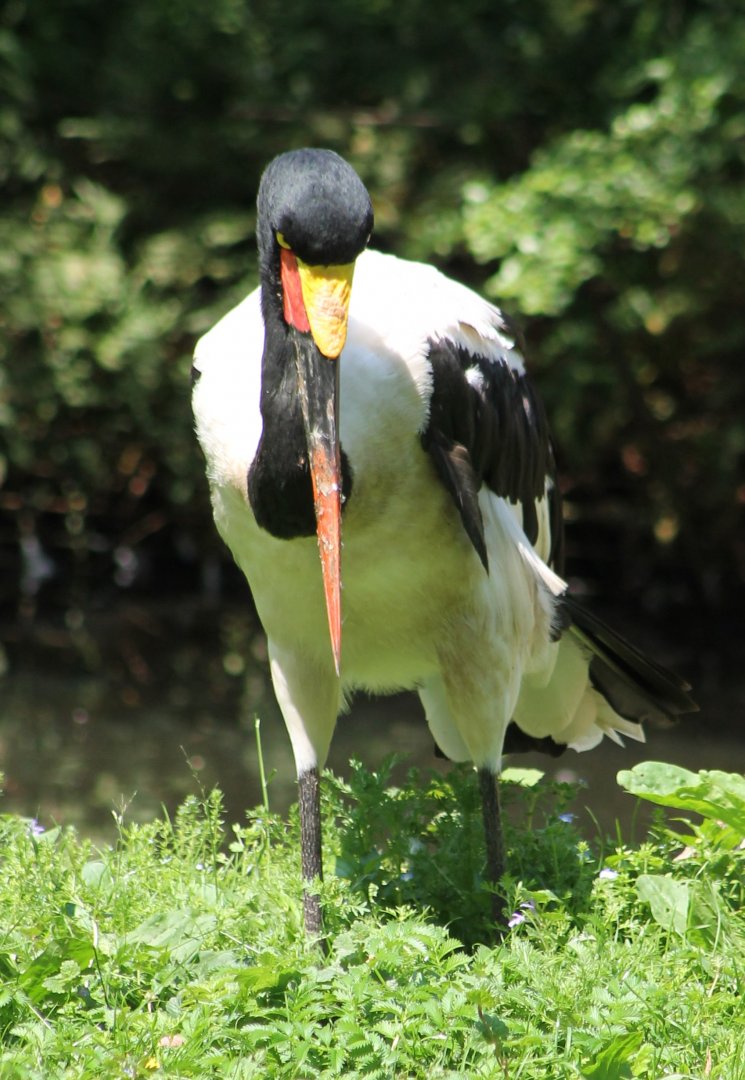 Saddle-billed stork