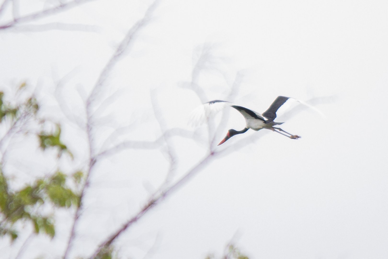 Saddle-billed stork