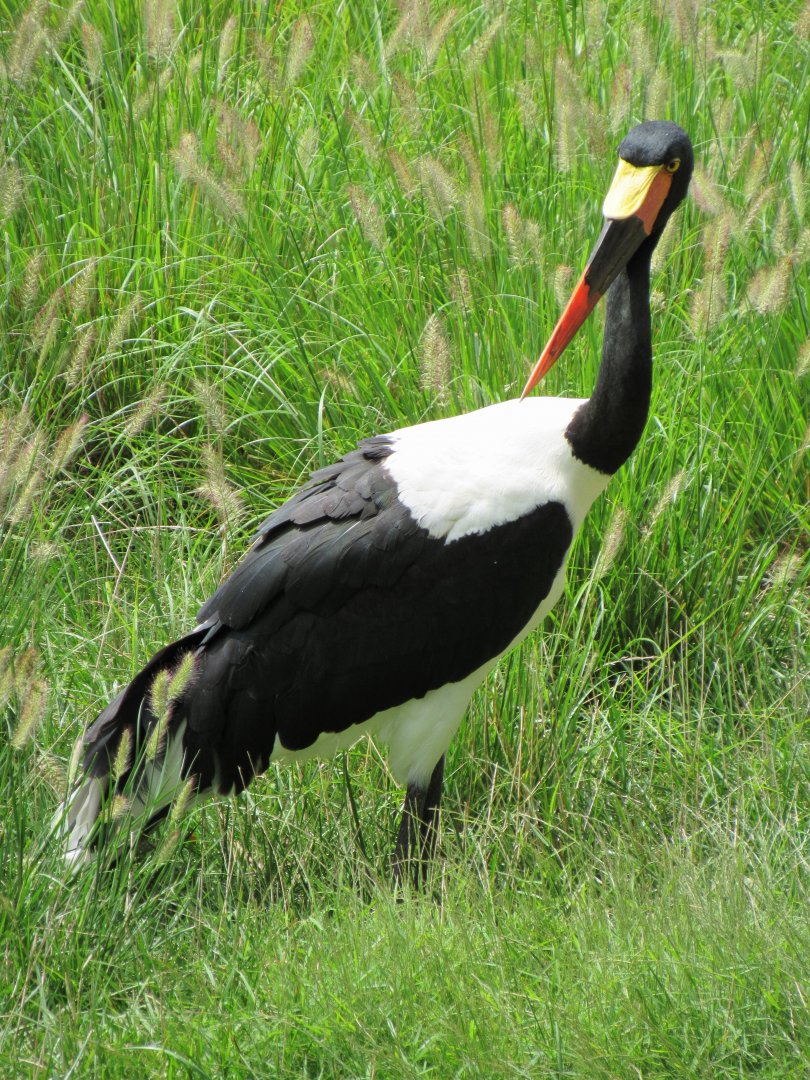 Saddle-billed stork