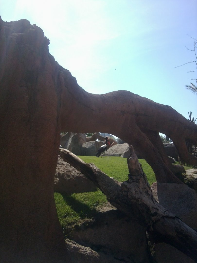 Saddle- billed stork