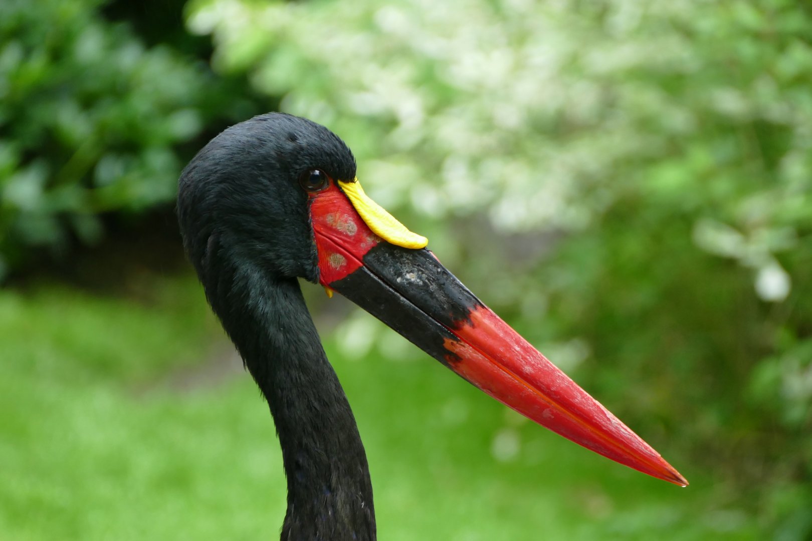 Saddle-billed stork