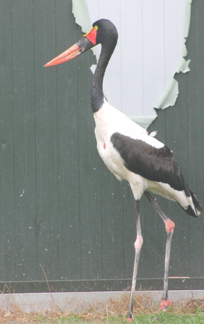 Saddle-billed stork