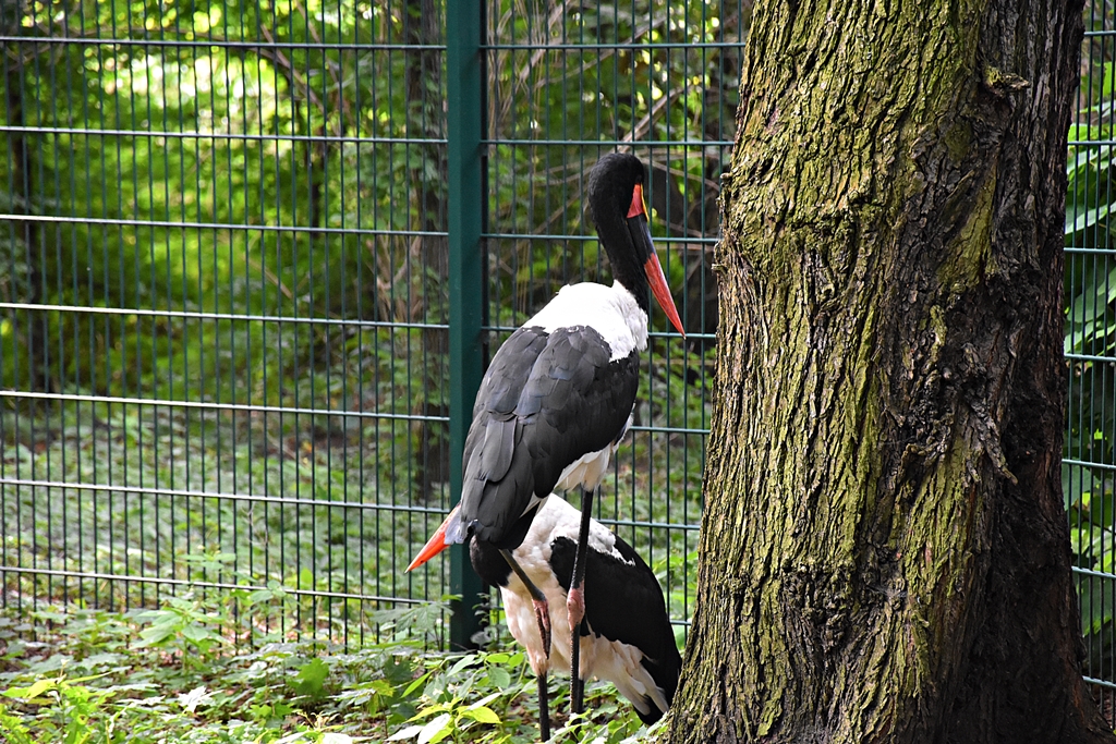 Saddle-billed stork