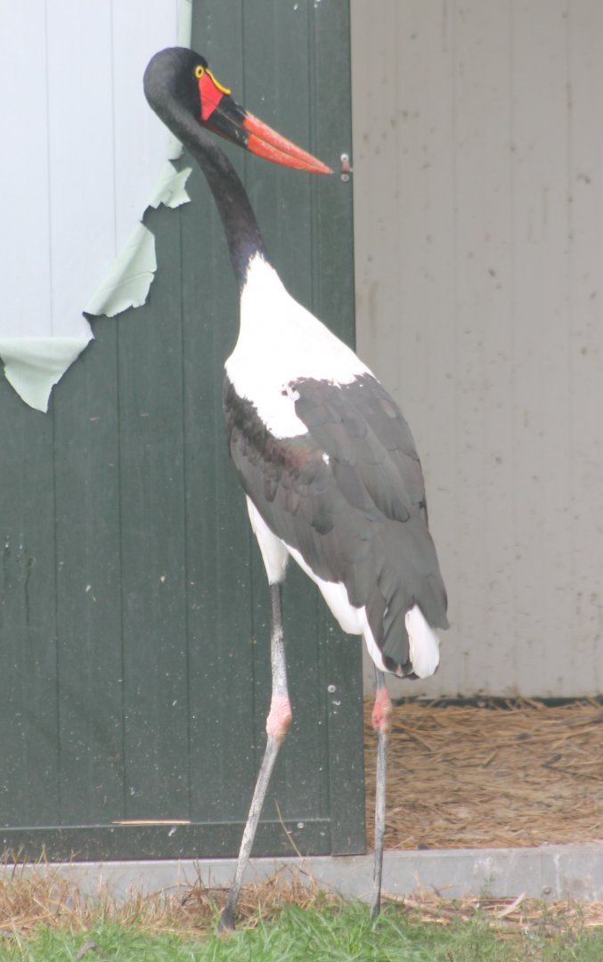 Saddle-billed stork