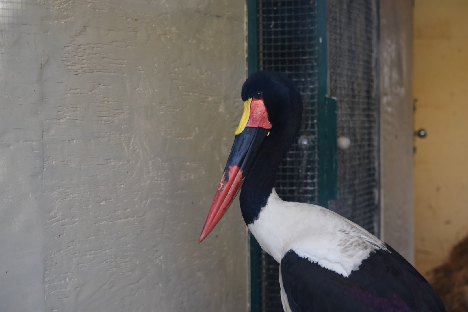 Saddle-billed stork