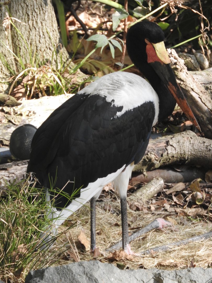 Saddle-billed Stork