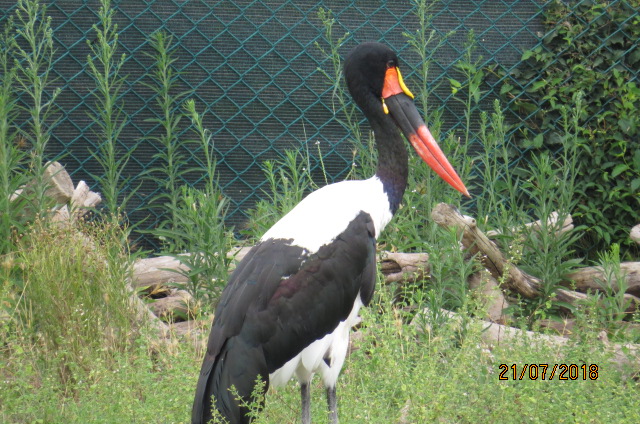 Saddle-billed Stork