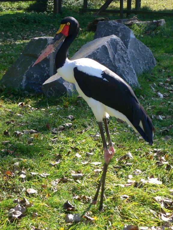 Saddle-billed Stork