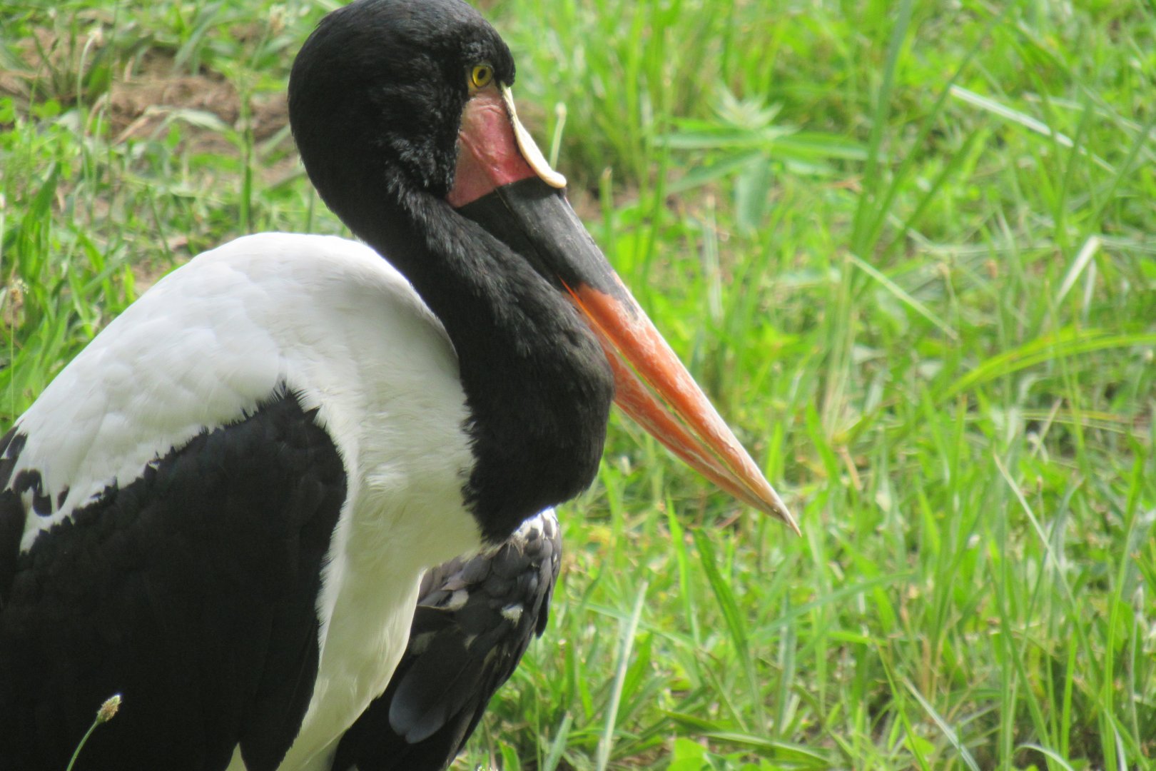 saddle billed stork