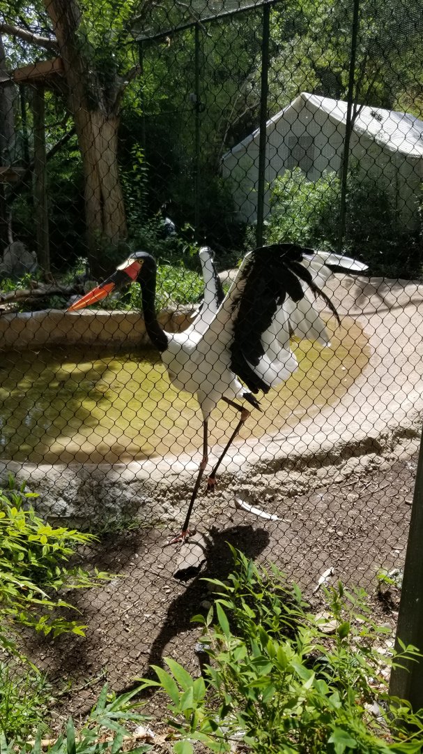 Saddle billed stork