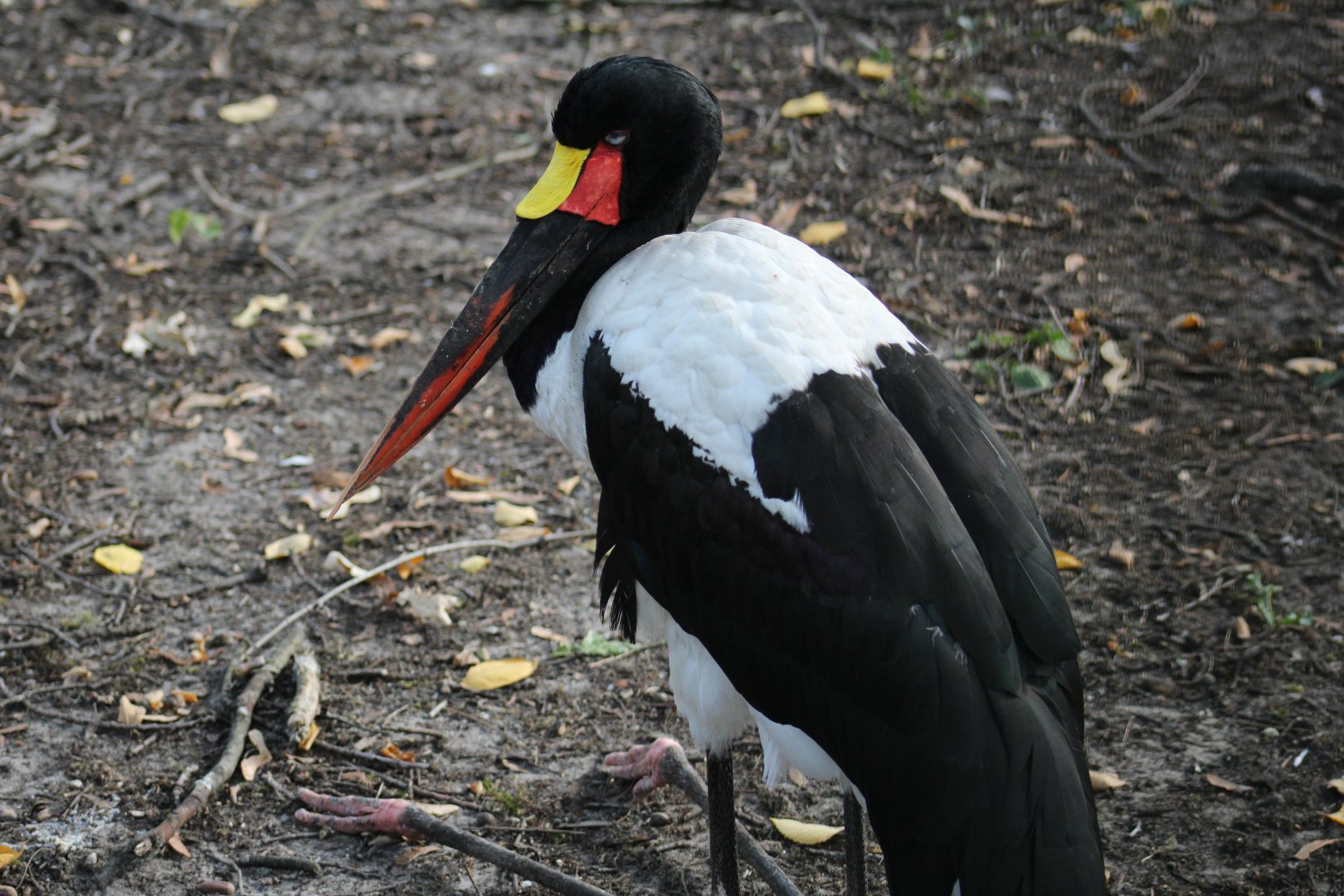 Saddle-Billed Stork