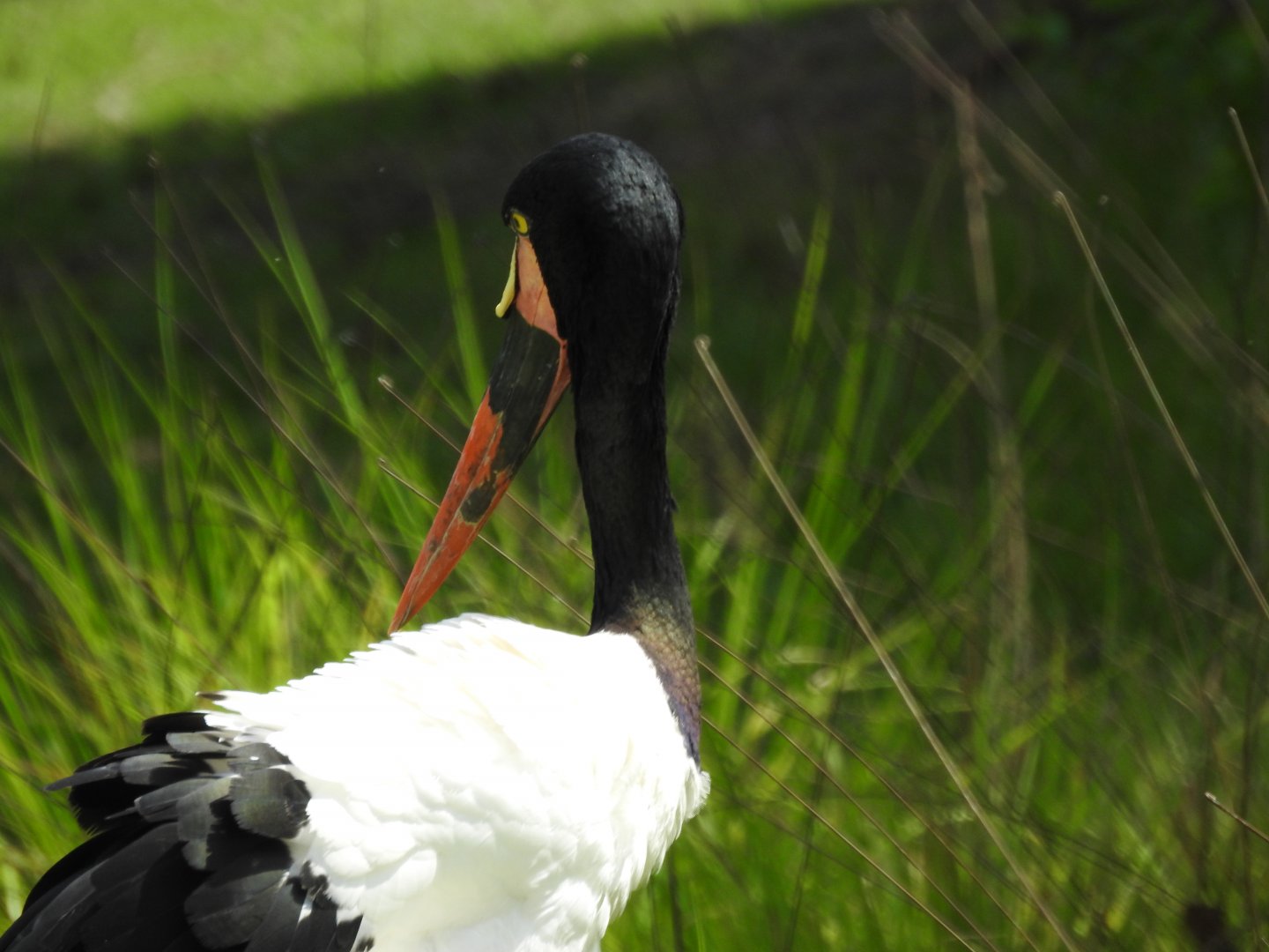 Saddle-billed stork