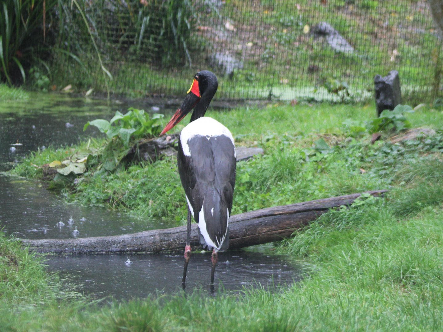 Saddle-billed stork